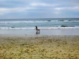 Child and pet on the beach Picture